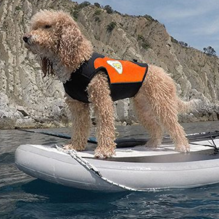 Schwimmweste und Neoprenanzug für Hund